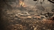 Vietnamese leaders extend condolences to Algeria over deadly forest fires